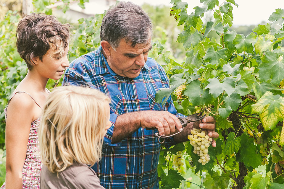 KULAKOVO - открыто после пандемии. Спешите увидеть северный виноград перед сбором урожая осенью!