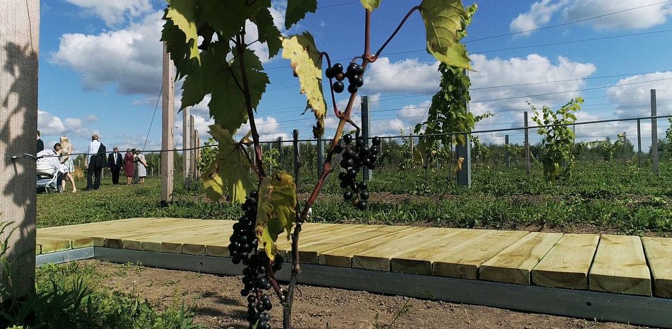 1Г северного морозостойкого винограда